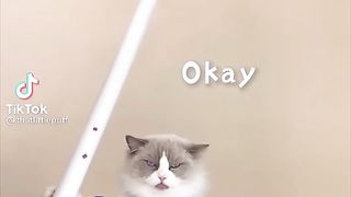 That Little Puff' Newest Tiktok Compilation