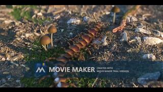 Rexy and the Volcano - Funny Dinosaur Cartoon for Families,Big Buck Bunny 60fps 4K - Official Blender Foundation Short Film