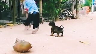 Animals dog monkey love ❤️
