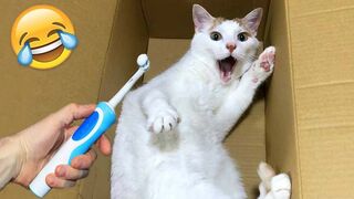 Funniest Animals 2023 - Funny Cats and Dogs - Funny Animal Videos