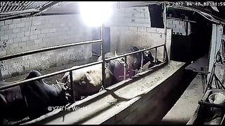 Elephant attack cow