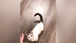 Funniest Animals 2023 - Funny Cats and Dogs - Funny Animal Videos