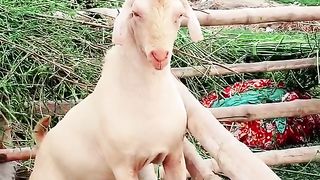 Mar kaur bakra. Cross feed