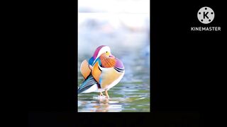 Beautiful Birds