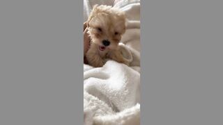 cute pet (TikTok)