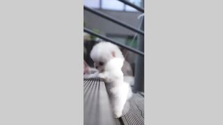 cute pet (TikTok)