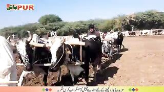 #village_#natureونگار،،،،،،پنجاب_دے_پیار_دی_نشانی(360p).