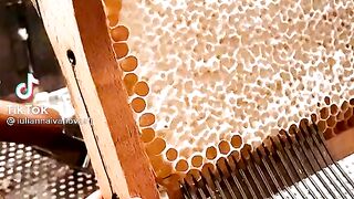 Honey testy
