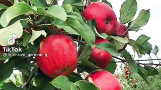 Red apple