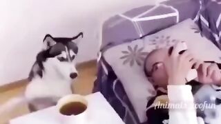 Хаски-будильник