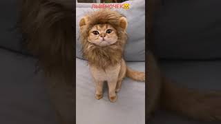 Король лев!????#Shorts