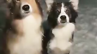 Хозяин сделай фотку
