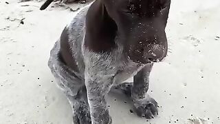 Ушки щенячьих ушек, дующие от ветра