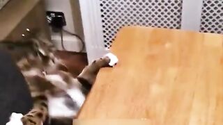Смешные падения и курьёзы котиков Нарезка. Смешные коты
