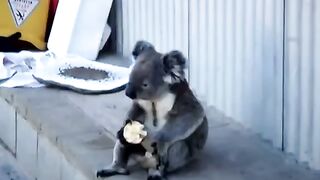 Коала вспоминает свою жизнь
