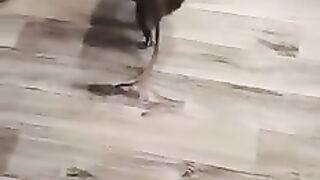 furry transport