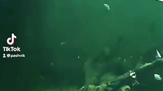 Зоопарк