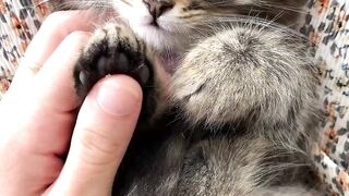 Котик 8