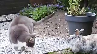 Ласковый котик