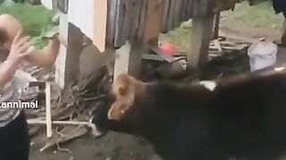 So funny cute dogs and cats))