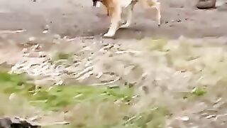 Немецкая овчарка