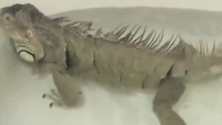 Funny animals 5
