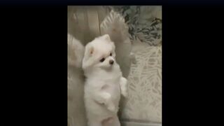 Милый пёсик 2