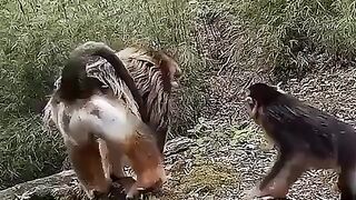 Обнимашки