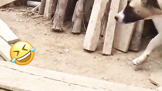 Пес бежет в человеческих кросовках умора