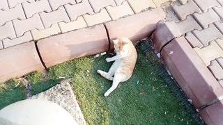 New Funny Cat Video Febspot