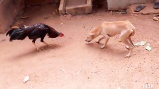 funny dog fight