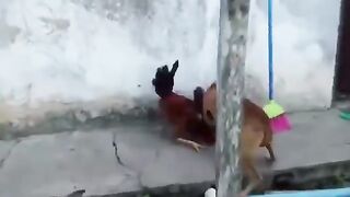 dog funny fight
