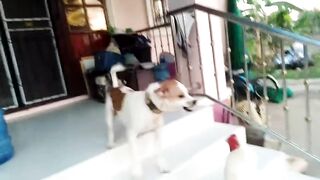 Dog and Cock fight