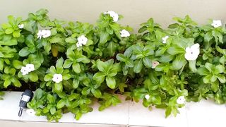 Elegant home decoration plant with white flowers