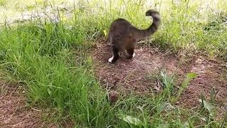 Cats vs Dogs FIGHTS