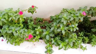 Stylish house and garden plant with pink flowers