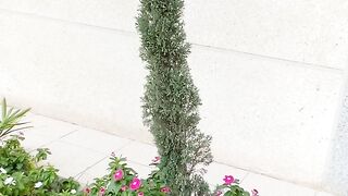 Glamorous plant for your house and garden