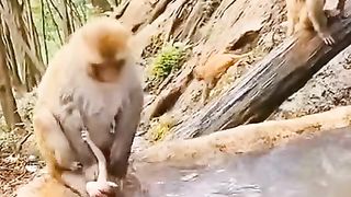 Monkey funny video