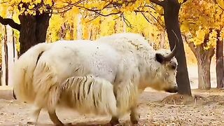 White Yalk In GB Pakistan نایاب سفید پہاڑی بھینسا