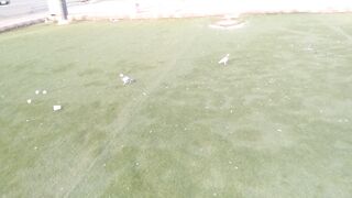 Amazing pigeons