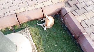 Funniest cat
