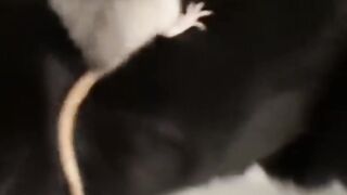 Funny Cat ???? and Mouse ???? video by ArshiPetsLover