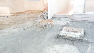 Funny dog
