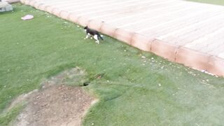 Funny stray cat