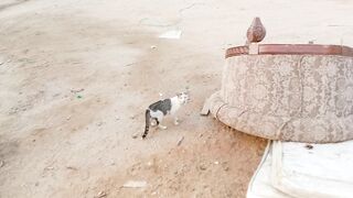 Funny stray cat with yellow eyes