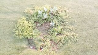 Nice plant for house and garden decoration