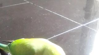 Pet parrot coco