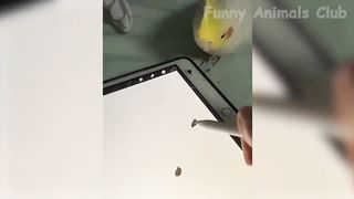 Funny animals videos part 6. Funny videos compilation
