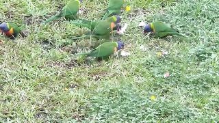 Parrots
