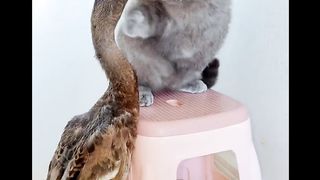 Funny Action - Cat & Duck